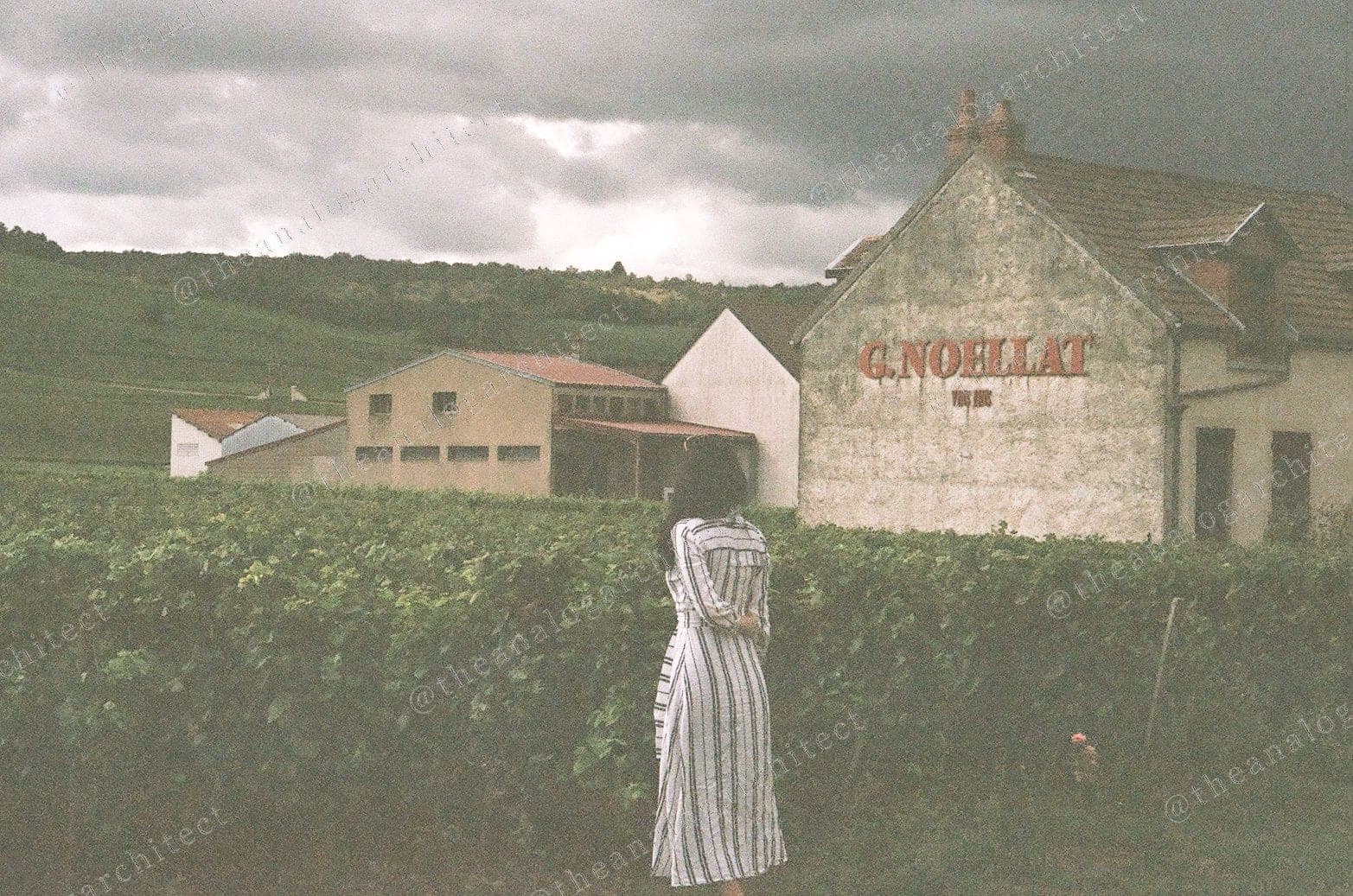 Among the Vines
