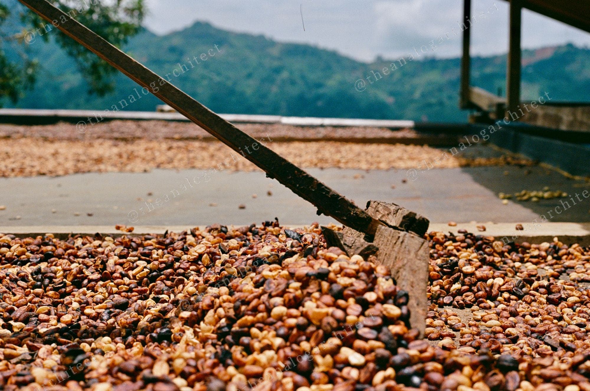 Drying Beds