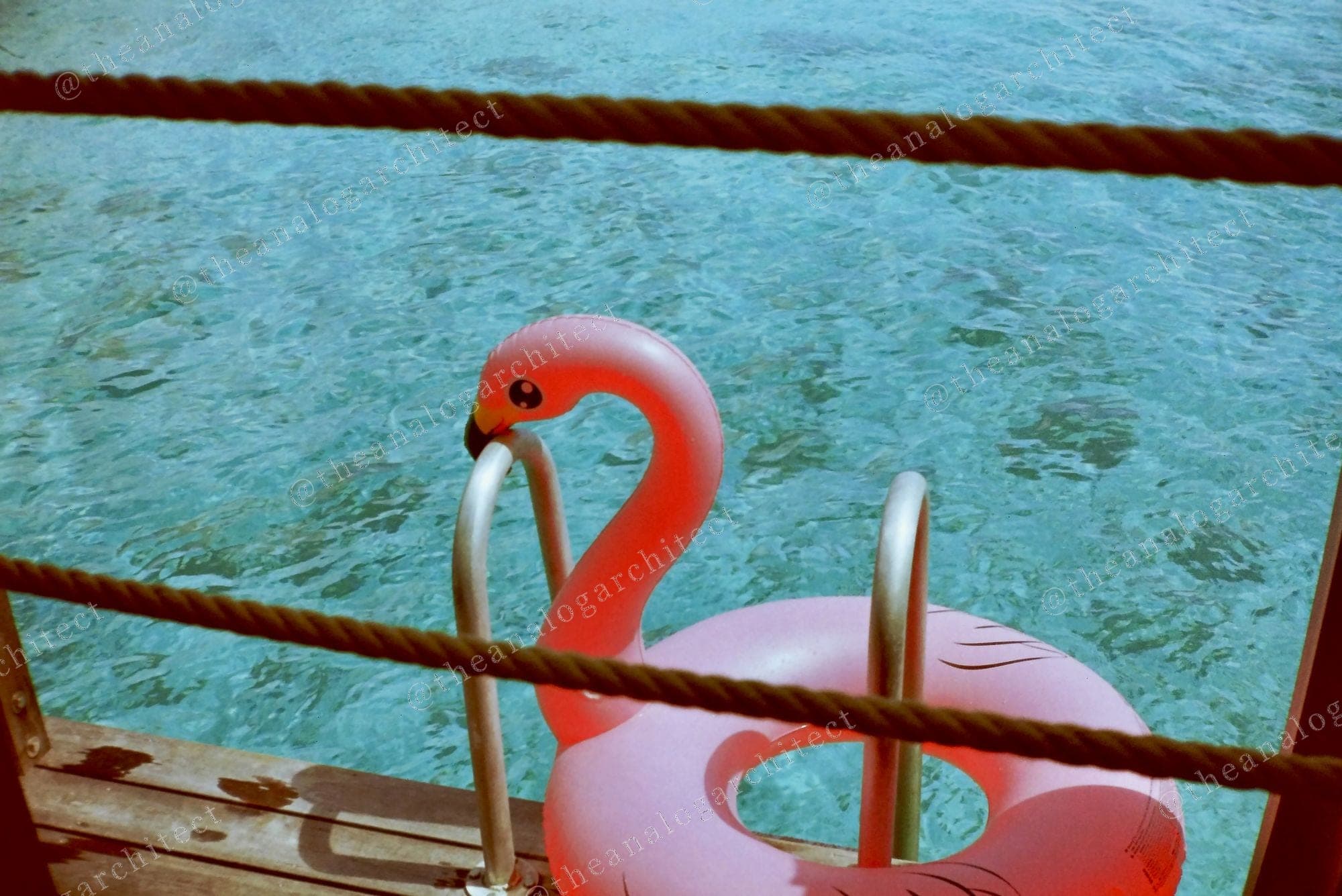 Flamingo