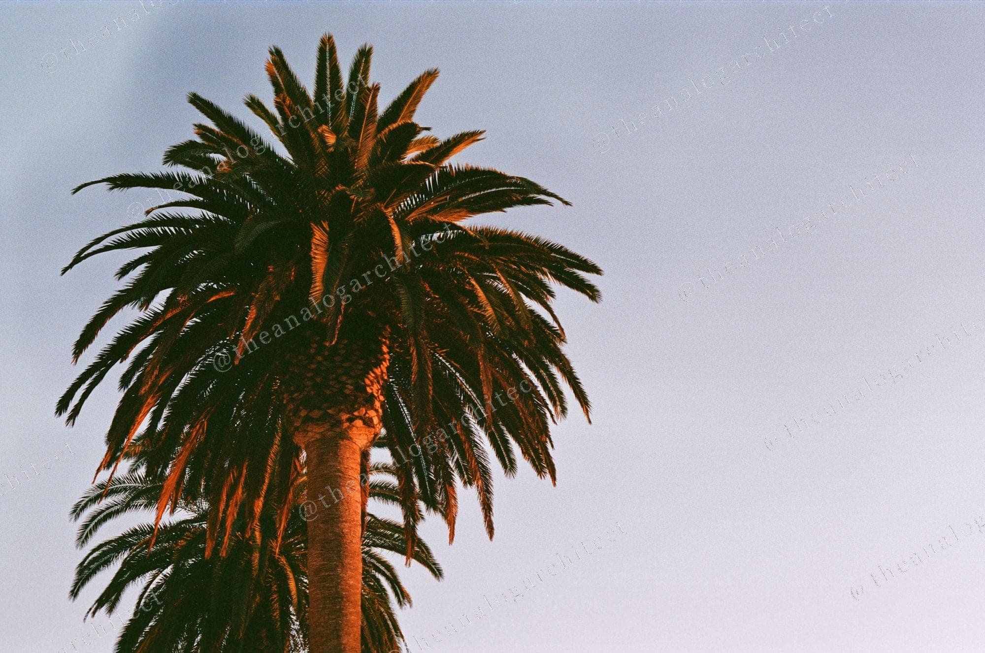 Golden Hour Palm
