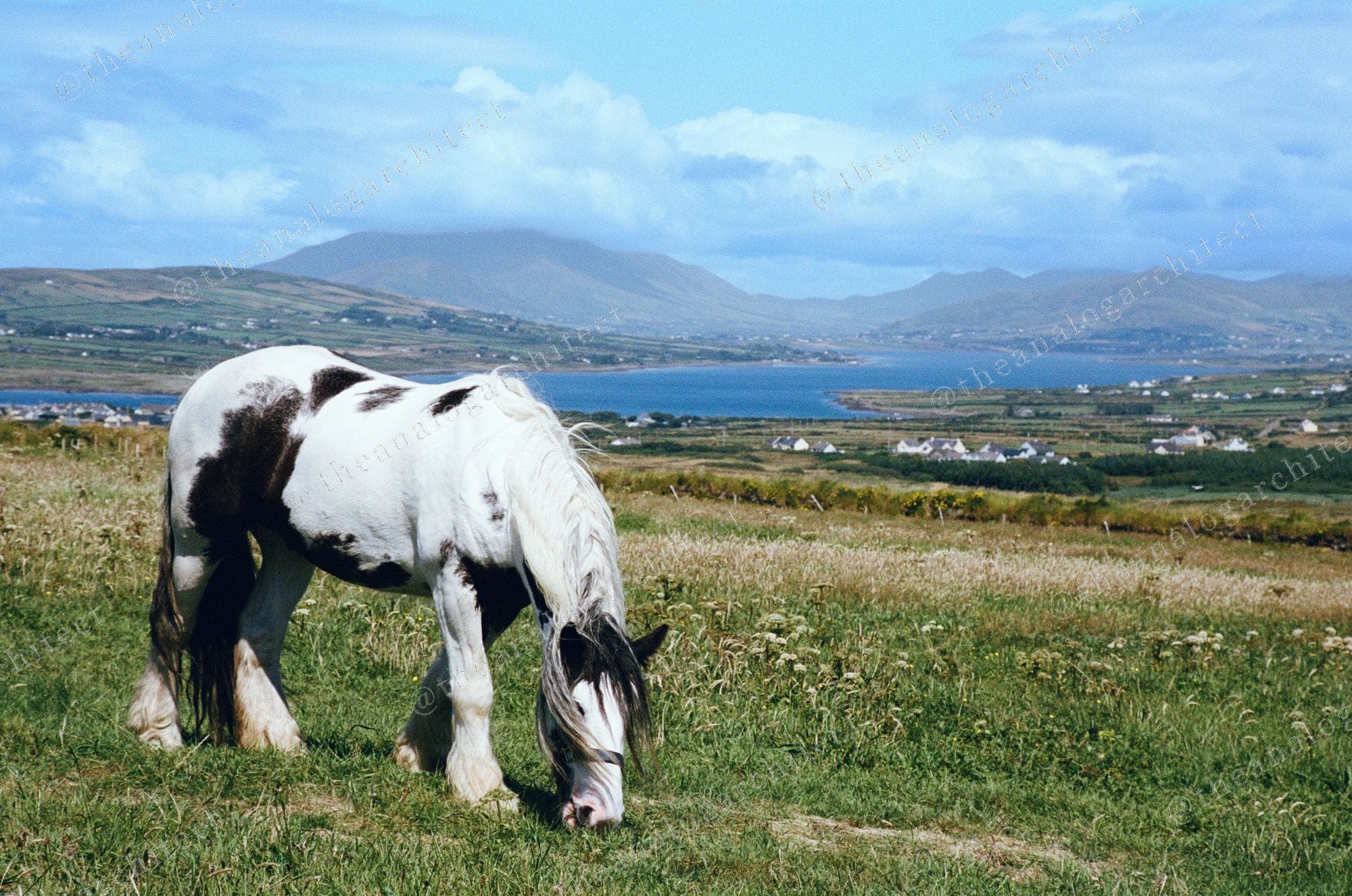 Irish Cob