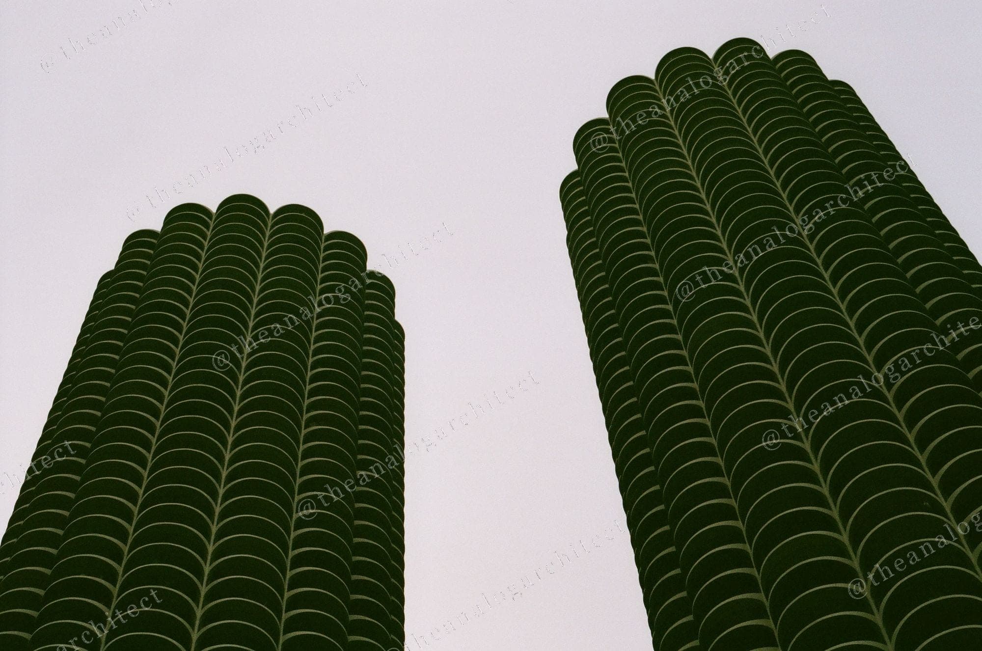 Corn Cobs