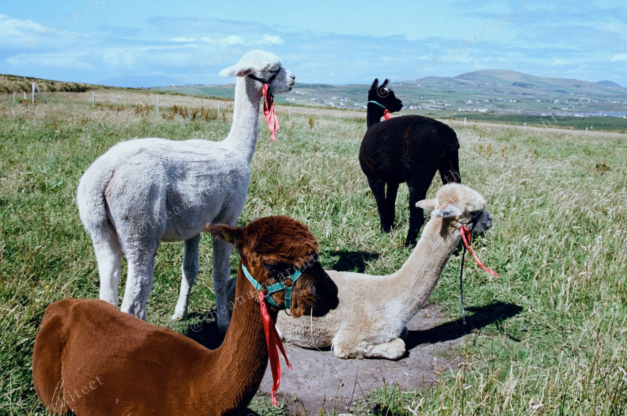 The Locals