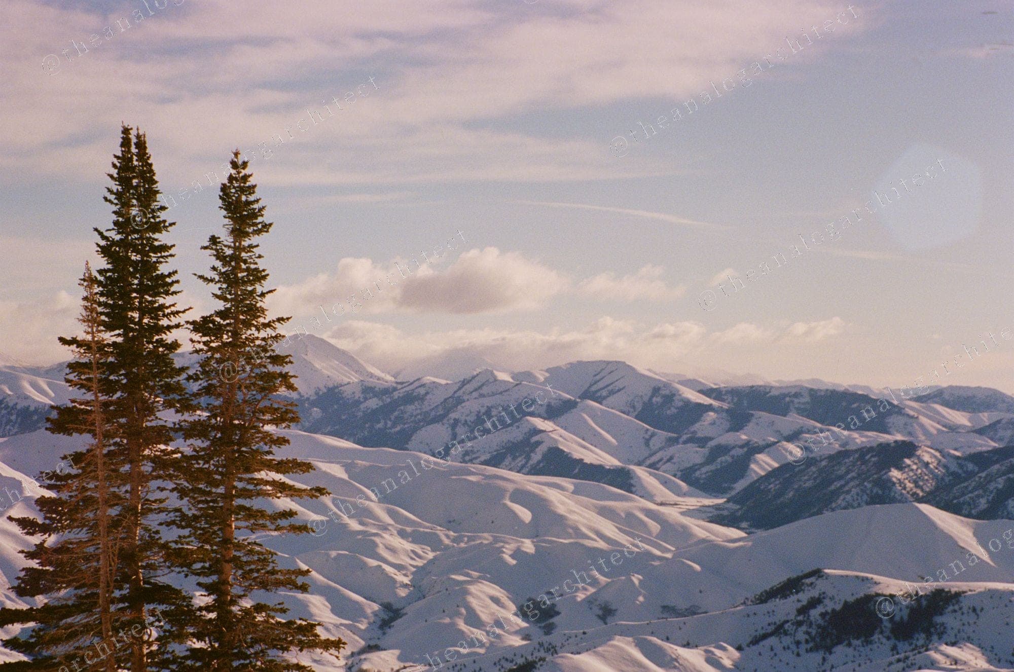 Two Spruce