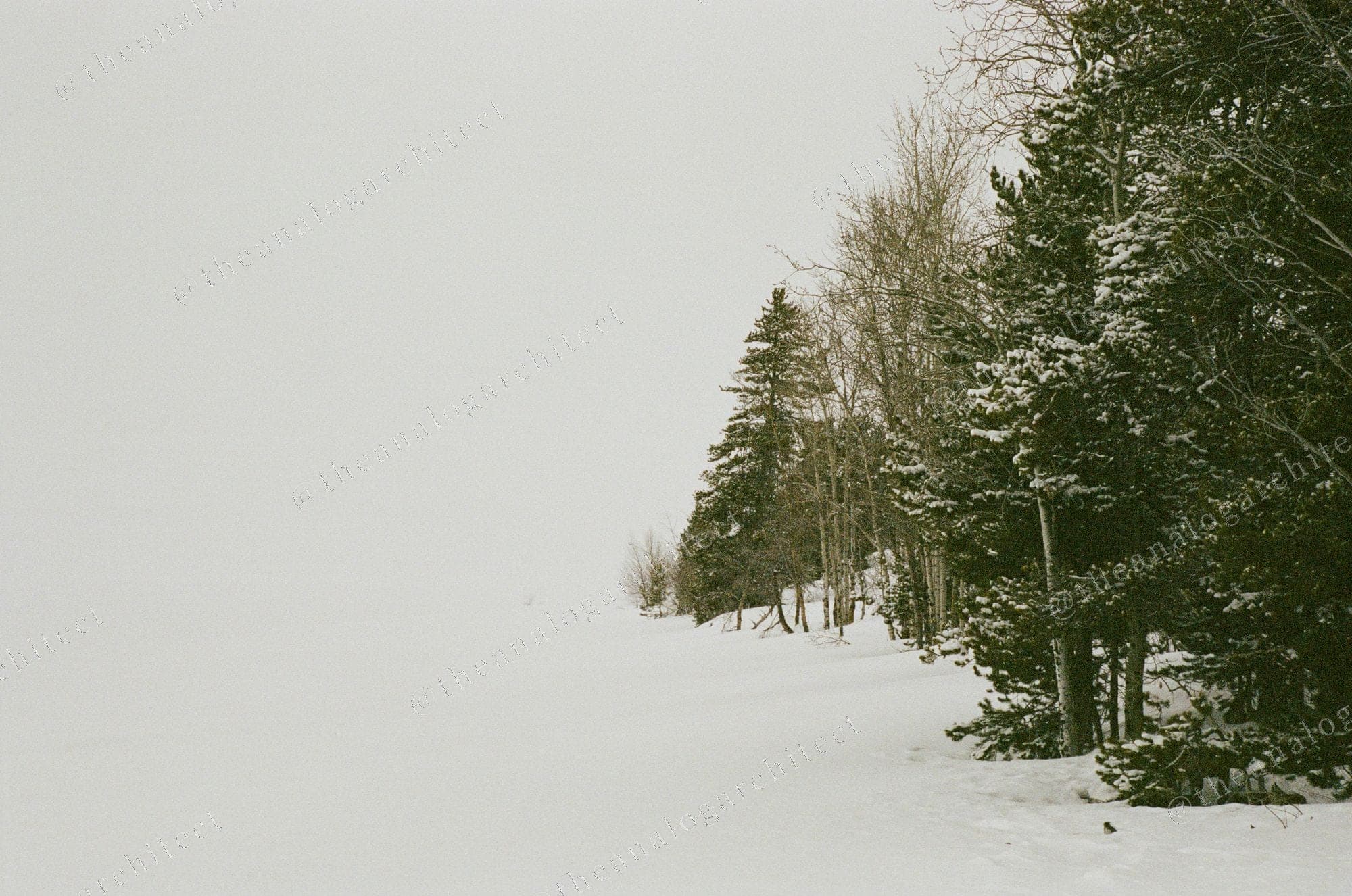 Whiteout